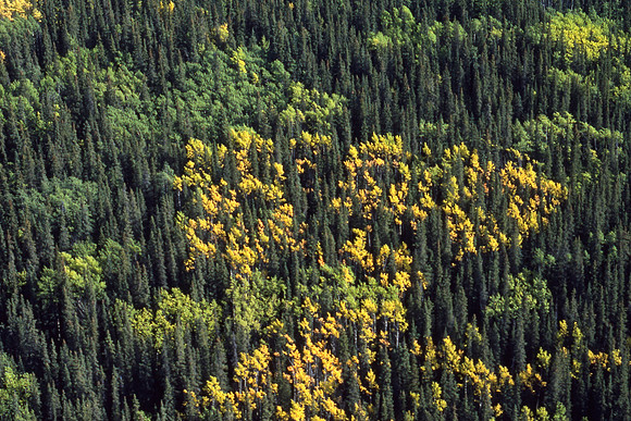 Autumn colours from the air