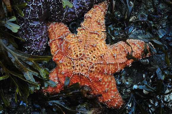 Starfish, Jedway, Moresby Island, Gwaii Haanas National Park