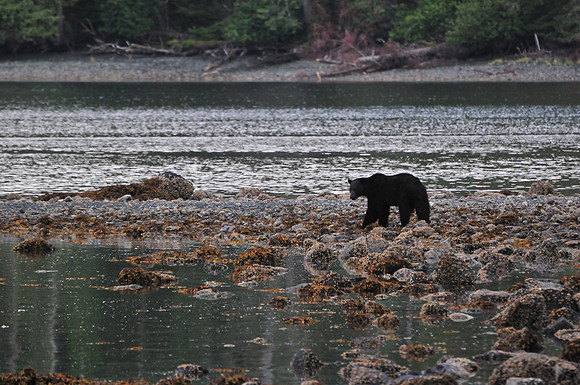 Black bear, Tangle Cove, Moresby Island, Gwaii Haanas National Park