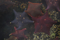 Bat stars, Ross Island intertidal area, Gwaii Haanas National Park