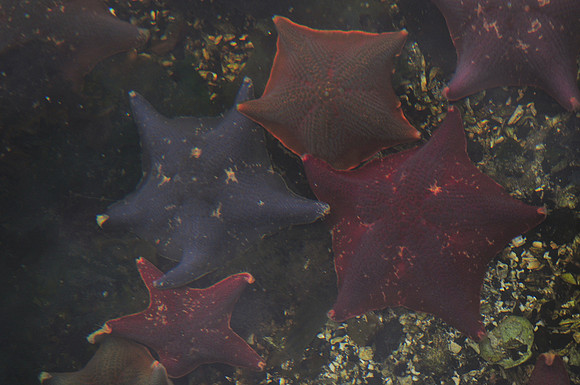Bat stars, Ross Island intertidal area, Gwaii Haanas National Park