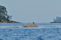 Humpback whale, Rankine Islands, Gwaii Haanas National Park