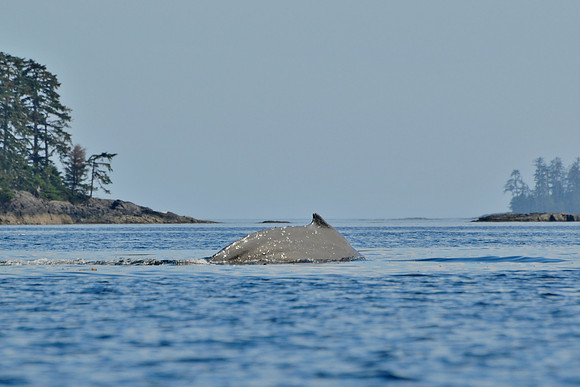 Humpback whale, Rankine Islands, Gwaii Haanas National Park