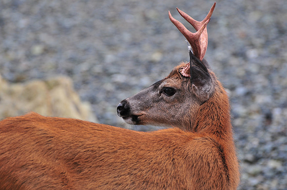 Black-tailed deer, Jedway, Moresby Island, Gwaii Haanas National Park
