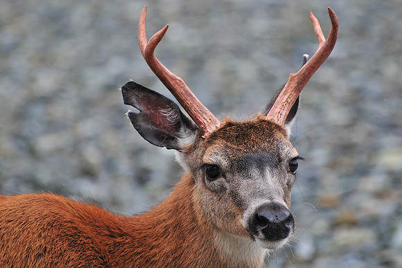 Black-tailed deer, Jedway, Moresby Island, Gwaii Haanas National Park