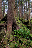 SGang Gwaay forest, Gwaii Haanas National Park