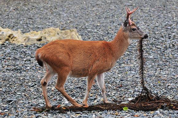 Black-tailed deer, Jedway, Moresby Island, Gwaii Haanas National Park