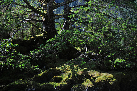 Near Werner Point, Moresby Island, Gwaii Haanas National Park