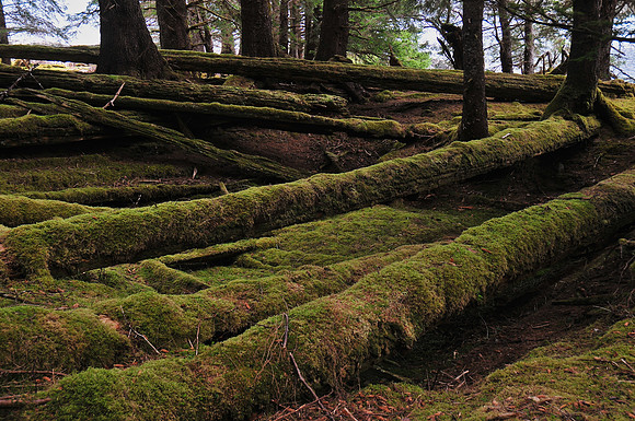 Haida longhouse ruins, T'aanuu Llnagaay (Tanu) Haida Heritage Site