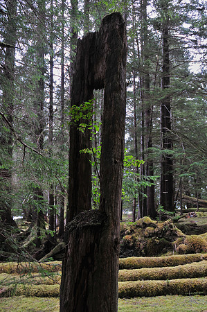 Haida longhouse ruins, T'aanuu Llnagaay (Tanu) Haida Heritage Site