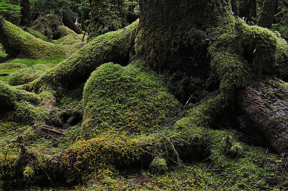 Burnaby Island, Gwaii Haanas National Park