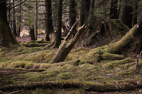 Haida longhouse ruins, T'aanuu Llnagaay (Tanu) Haida Heritage Site