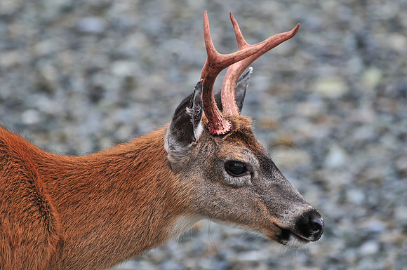 Black-tailed deer, Jedway, Moresby Island, Gwaii Haanas National Park
