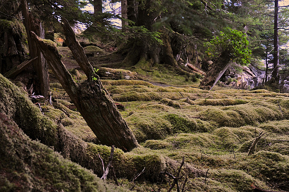 Haida longhouse ruins, T'aanuu Llnagaay (Tanu) Haida Heritage Site