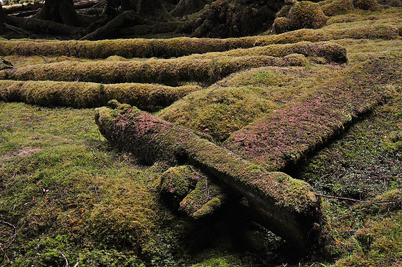 Haida longhouse ruins, T'aanuu Llnagaay (Tanu) Haida Heritage Site