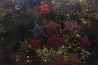 Bat stars, Ross Island intertidal area, Gwaii Haanas National Park