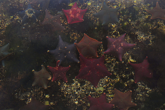 Bat stars, Ross Island intertidal area, Gwaii Haanas National Park
