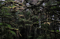 SGang Gwaay forest, Gwaii Haanas National Park