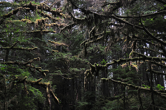 SGang Gwaay forest, Gwaii Haanas National Park