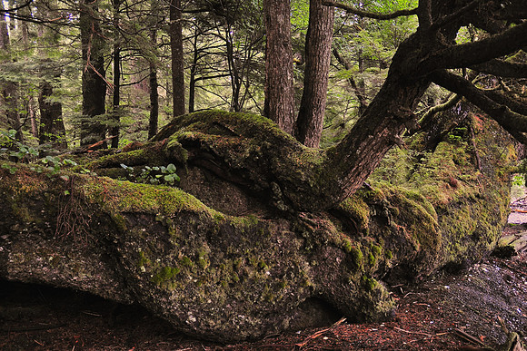 Tangle Cove, Moresby Island, Gwaii Haanas National Park
