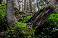 SGang Gwaay forest, Gwaii Haanas National Park