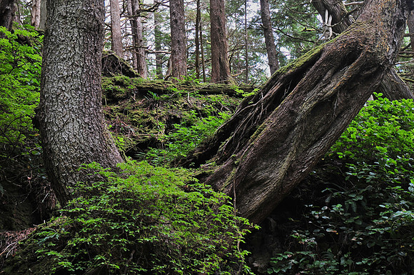 SGang Gwaay forest, Gwaii Haanas National Park