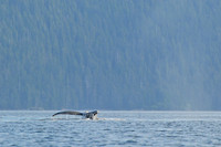 Humpback whale, Rankine Islands, Gwaii Haanas National Park