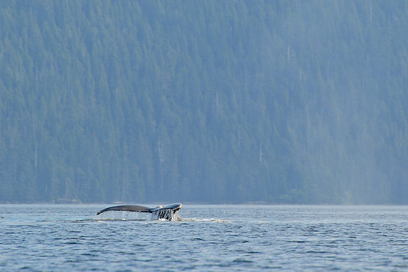 Humpback whale, Rankine Islands, Gwaii Haanas National Park