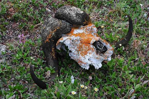 Muskox skull, Head Hill