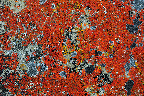 Lichen-covered rock