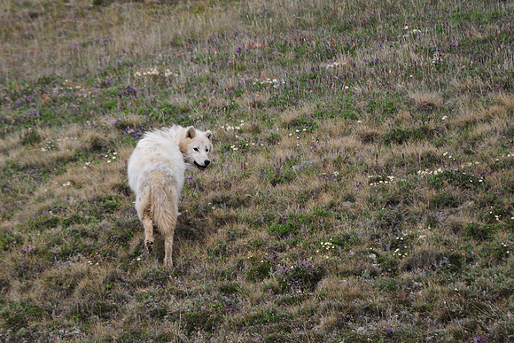 Arctic wolf