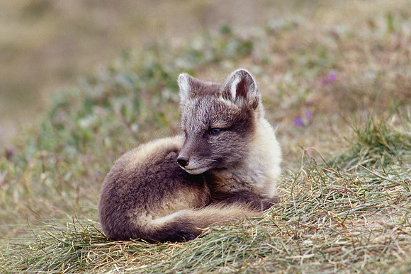Arctic fox kit