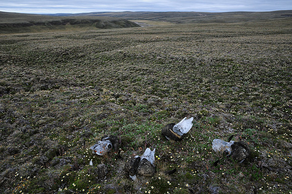 Muskox skulls on Head Hill