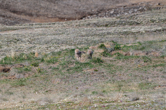 Arctic wolf pups on their den