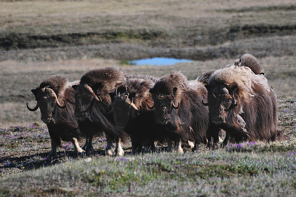 Muskox