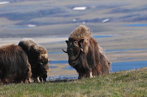Muskox