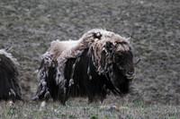 Muskox