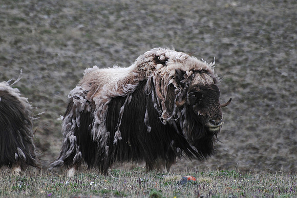 Muskox