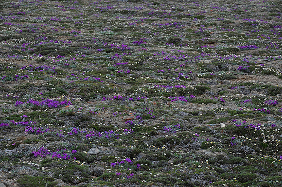 Purple oxytrope and mountain avens