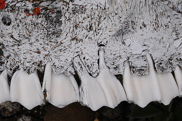 Muskox teeth and jaw, Head Hill