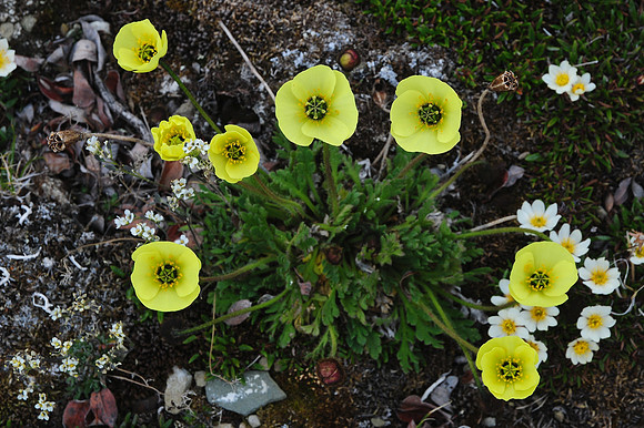 Arctic poppy