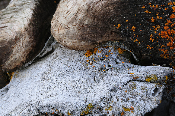 Muskox skull, Head Hill