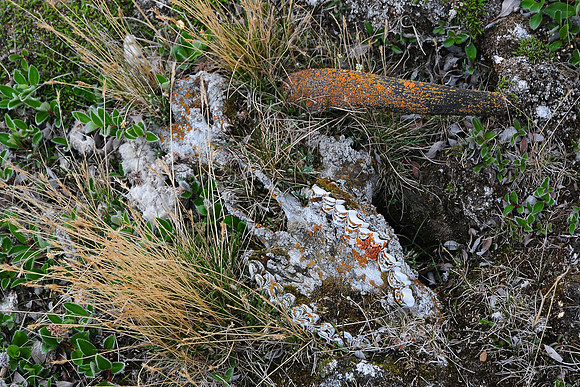 Muskox skull, Head Hill