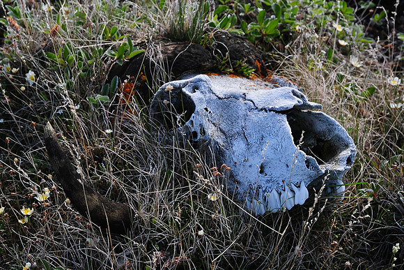 Muskox skull