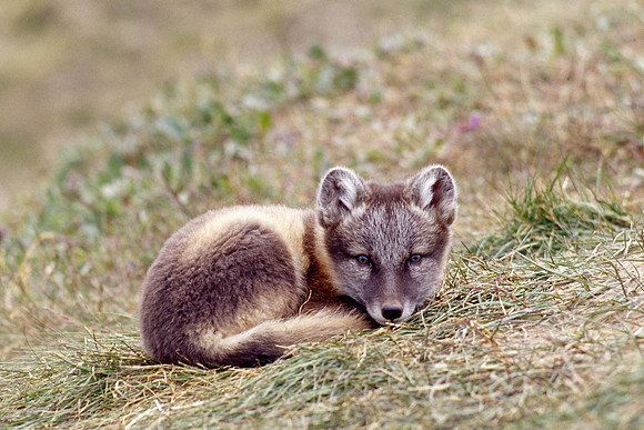 Arctic fox kit