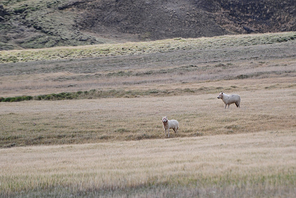 Arctic wolves