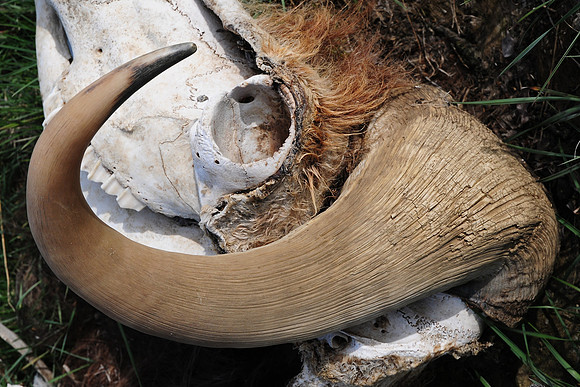 Muskox skull