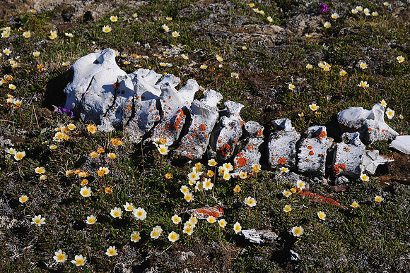 Muskox spine
