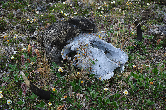 Muskox skull, Head Hill