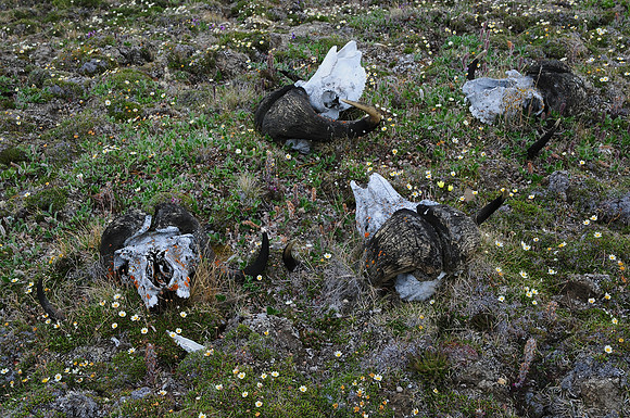 Muskox skulls on Head Hill